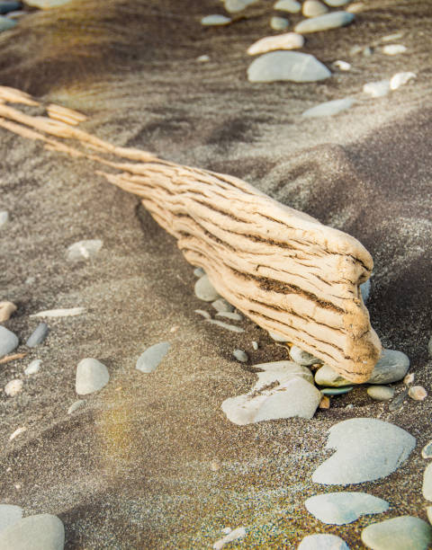 istock Driftwood and Rocks alongs the Beach 4 943519136