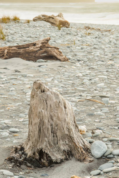 istock Driftwood and Rocks alongs the Beach 13 943519160