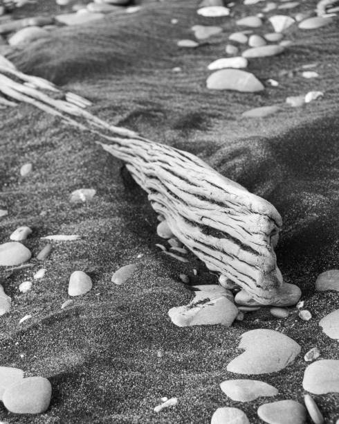 istock Driftwood and Rocks alongs the Beach 5 943519176