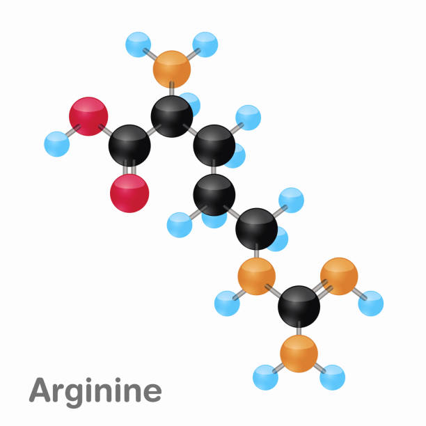 molekularna pozycjonowania i struktury argininy, arg, najlepsze dla książek i edukacji - molecule amino acid arginine molecular structure stock illustrations