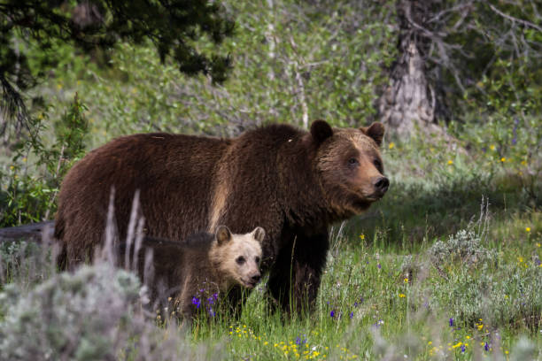 istock Grizzly 399 with Her Cub 943521528