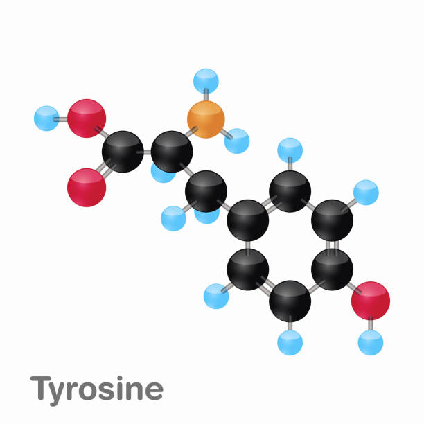Molecular omposition and structure of Tyrosine, Tyr, best for books and education Molecule of Tyrosine, Tyr, an amino acid used in the biosynthesis of proteins, Vector illustration tyrosine stock illustrations