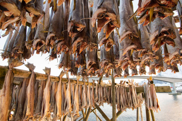 istock Lofoten Cod fish hanging on scaffolding in winter 943524158
