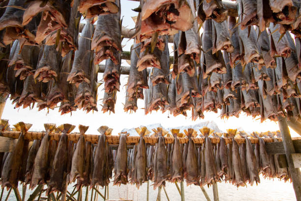 istock Lofoten Cod fish hanging on scaffolding in winter 943524170