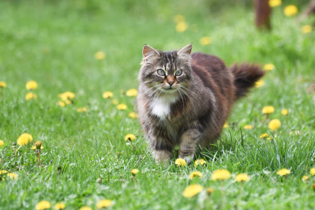istock Beautiful fluffy cat in dandelions 943525318