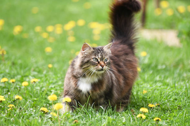 istock Beautiful fluffy cat in dandelions 943525402