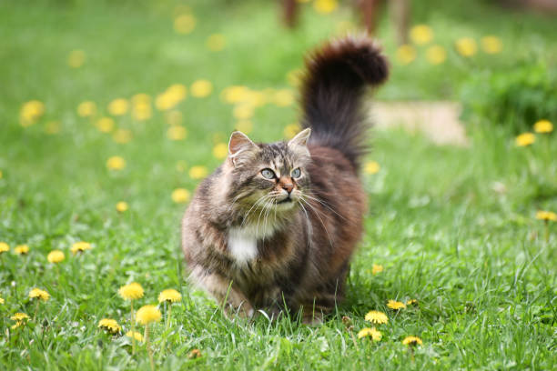 istock Beautiful fluffy cat in dandelions 943525426