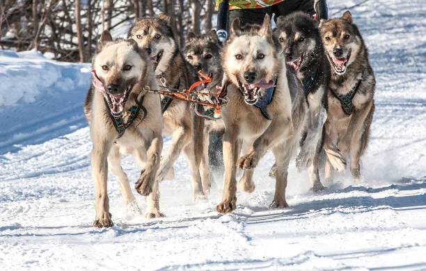 istock Husky dogs are pulling sledge at sunny winter forest 943525856