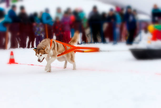 The dog in the winter competitions Weight pulling