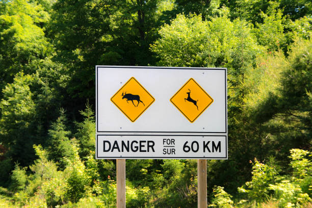 istock Wildlife warning sign in Canada 943528244