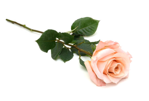 istock A pink rose branch lay down 943528828