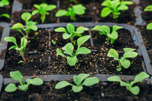 istock Petunia seedlings in plastic pots. Close-up view 943529140