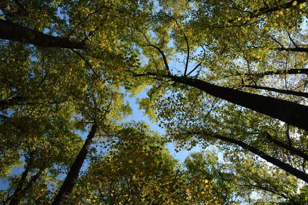istock Autumn in Virginia 943529174