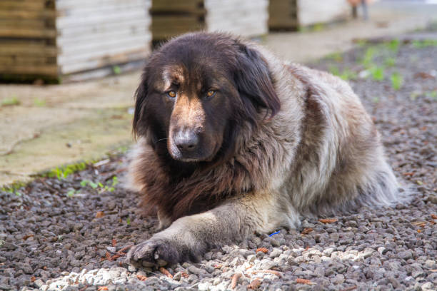 istock Serra da Estrala Portuguese dog 943531888