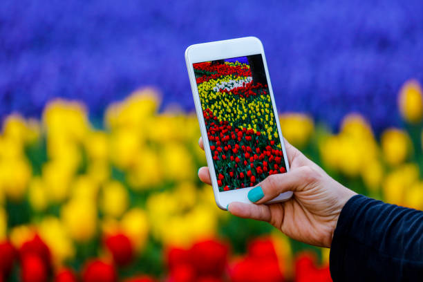 istock Blooming tulip on the gadget screen 943532278