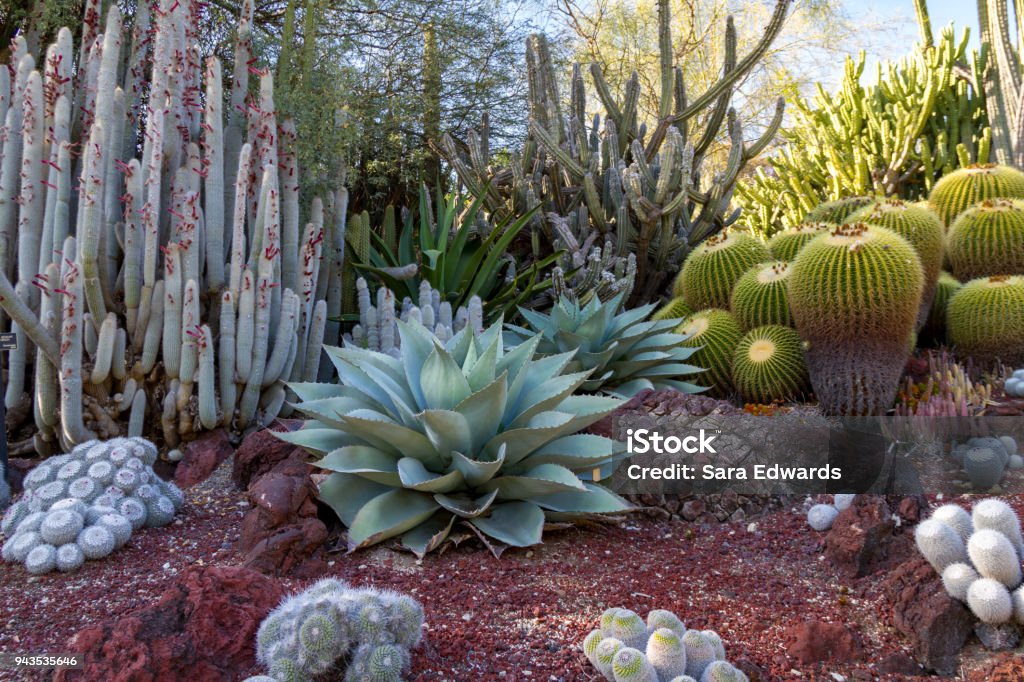 Increíble jardín de cactus del desierto con varios tipos de cactus - Foto de stock de Jardín privado libre de derechos