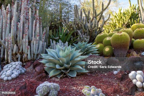 Increíble Jardín De Cactus Del Desierto Con Varios Tipos De Cactus Foto de stock y más banco de imágenes de Jardín privado