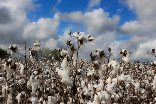 istock cotton field in san antonio 943535928
