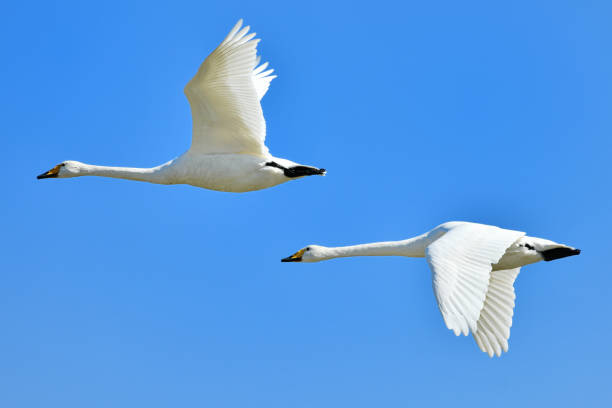 istock A swan flying in the blue sky 943536204
