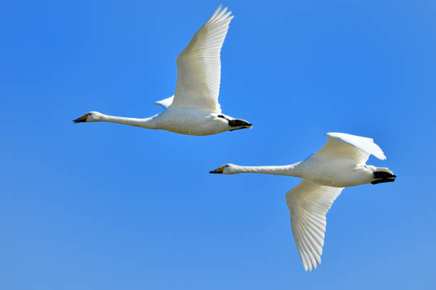 istock A swan flying in the blue sky 943536236