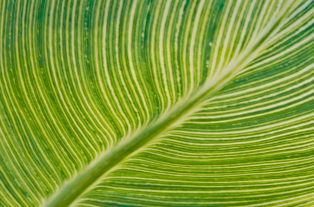 istock Giant Banana plant Leave Structure 943536444