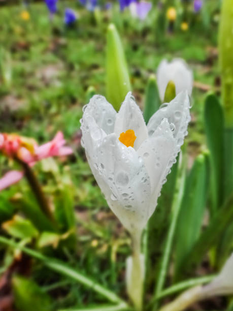 istock saffron white  crocus Flower, crocus isolated or saffron white  flower 943539418