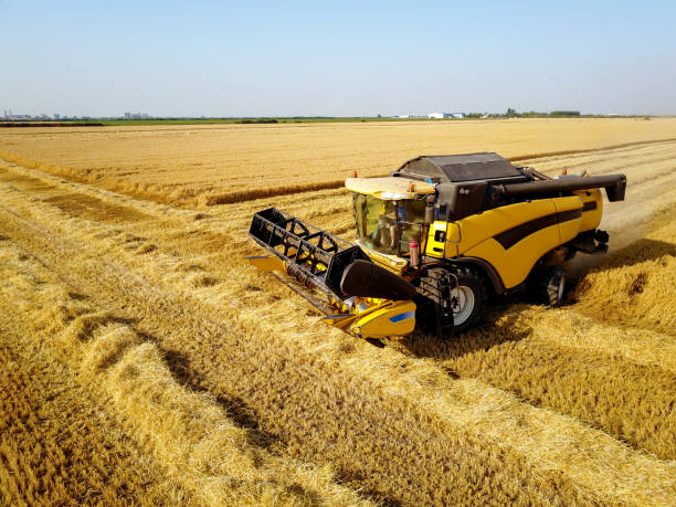 istock Side view of combine harvester machine while working in the wheat field on a sunny day. 943539648