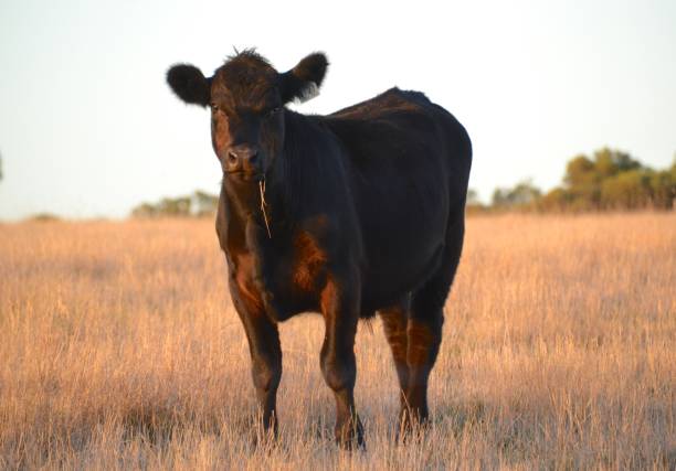 Black Angus bull standing in field looking at camera at sunset stock photo