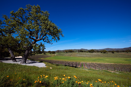 Mature oak tree standing tall above a vineyard and flowering California poppies