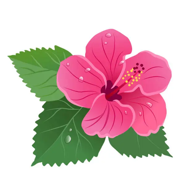 Vector illustration of Hibiscus flower bloom with green leaves, dew drops floral vector illustration isolated on white. Tropical island summer vacation, Aloha Hawaii, floral design element.