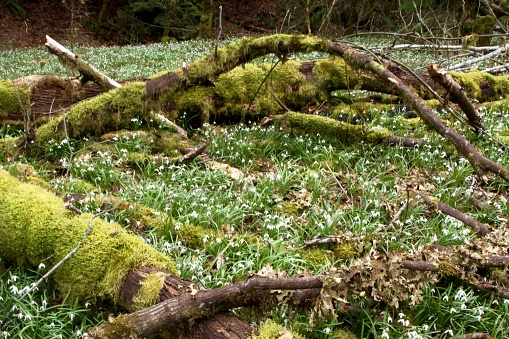 A damp and mossy section of the forest covered with snowdrop flowers in early spring
