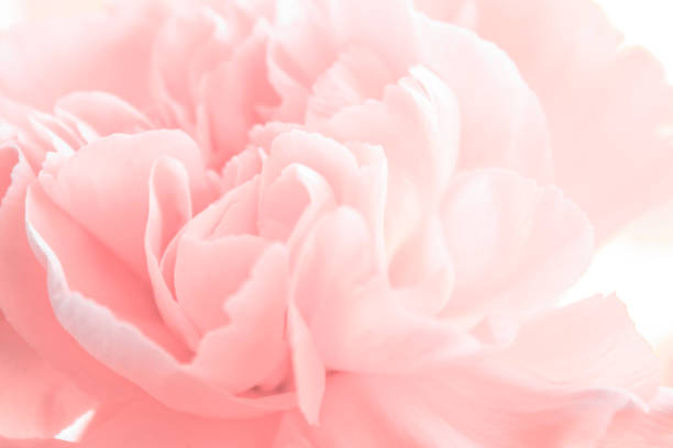 весенний пион - rosa flor fotografías e imágenes de stock