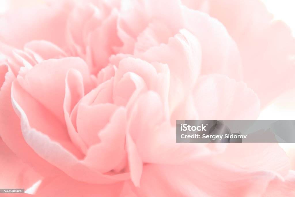 Spring Peon tinted image Pink Color Stock Photo