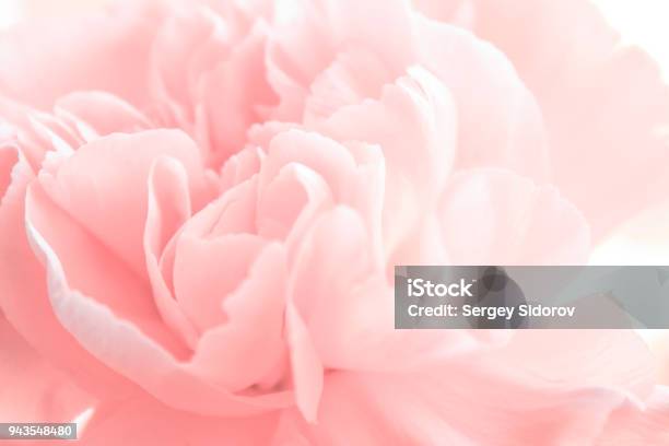 Spring Peon Stock Photo - Download Image Now - Pink Color, Flower, Rose - Flower