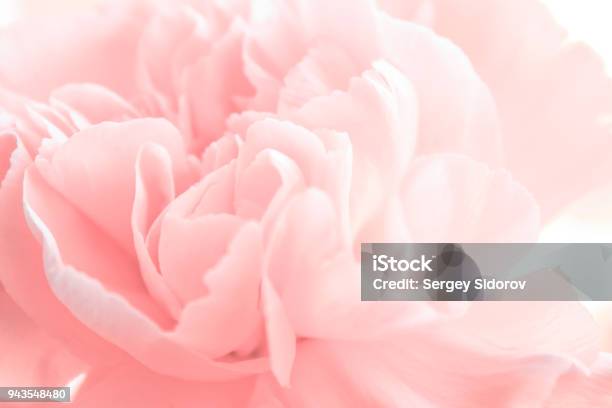 Foto de Весенний Пион e mais fotos de stock de Rosa - Cor - Rosa - Cor, Flor, Rosa - Flor