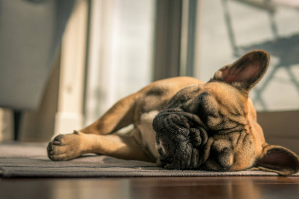 istock Sleeping french bulldog 943564346