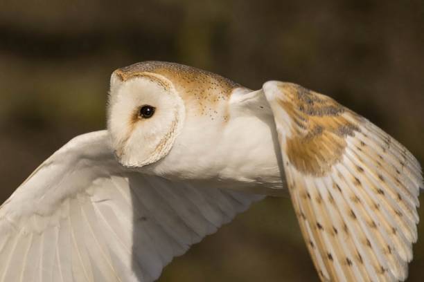 istock Close up Barn Owl in flight 943567234