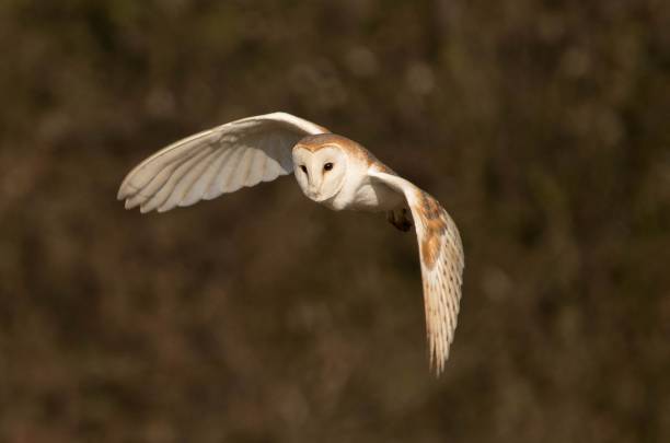 istock Close up Barn Owl in flight 943567288