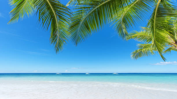 istock Tropical Seascape With Palm Leafs 943567400