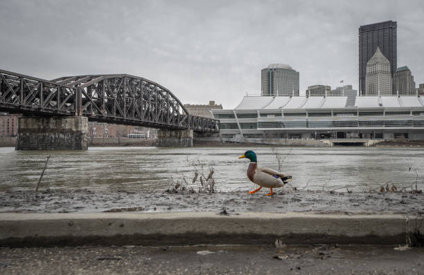 ente in der pittsburgh - pitts stock-fotos und bilder