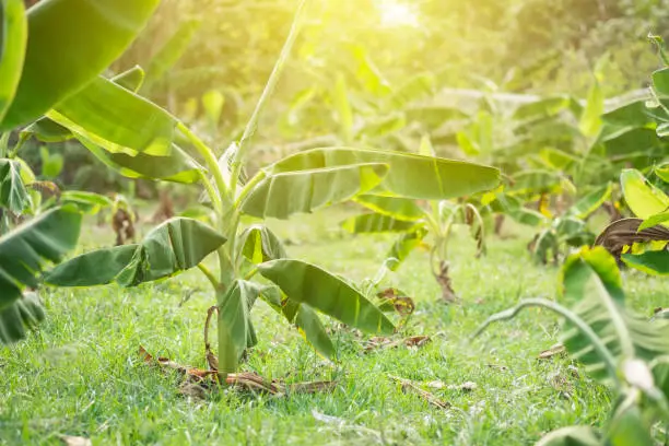 a banana plant growing on a field in the middle of banana farm in Thailand