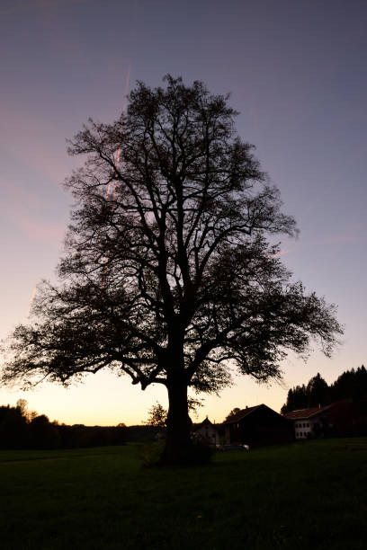 huge lime tree (Tilia cordata) with evening light after sundown with farmhouse in Bavaria, Germany