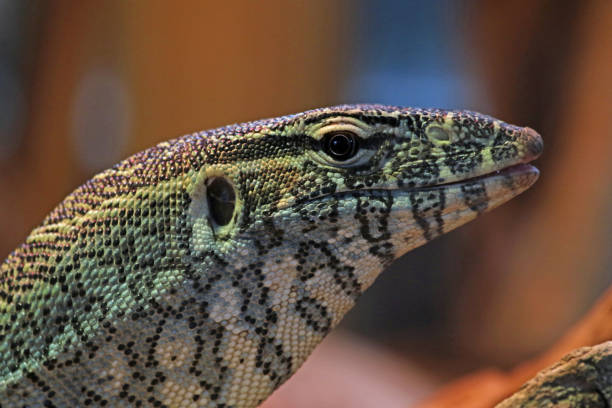 Close up of blue tongue lizard, in nature with leaves and sticks