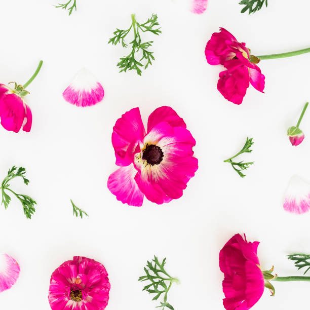 istock Pink flowers and petals on white background. Flat lay, top view. Floral pattern 943573238