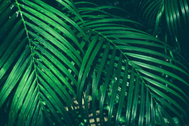 istock tropical jungle palm leaves 943573240