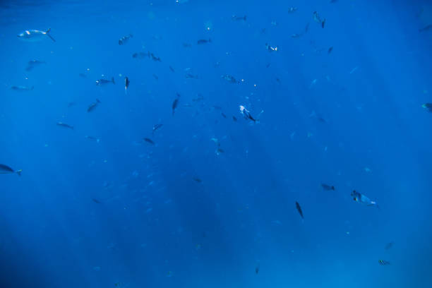 istock Tropical wildlife with fish. Diving in ocean. 943573404