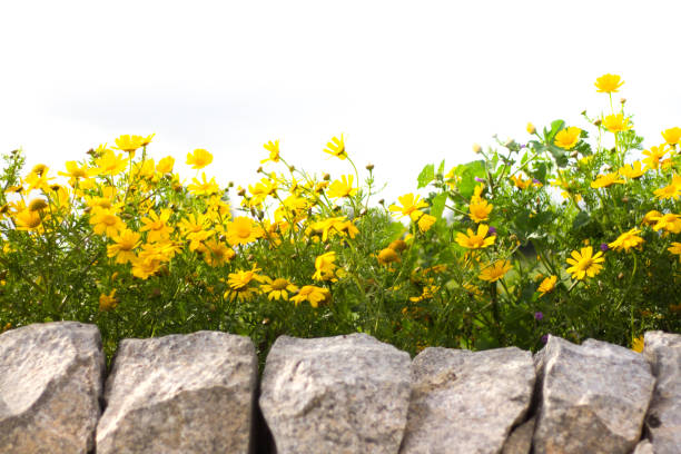Southeast Sicily in spring: Drystone wall and yellow daisies (close-up). Copy space in the white sky. Shot in Ragusa Province.