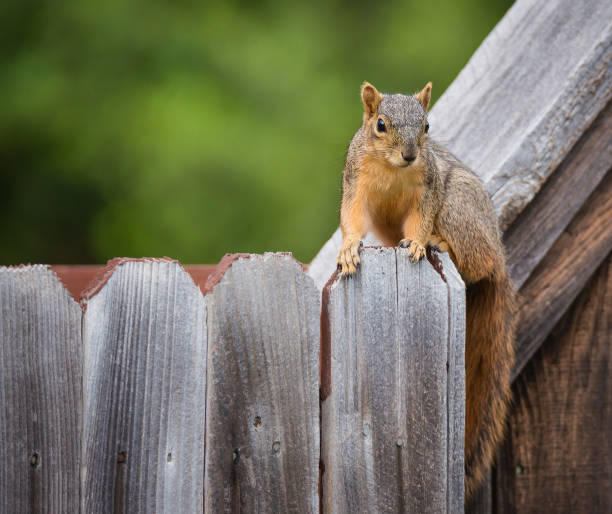 istock Eastern fox squirrel sitting on a wooden fence 943576818