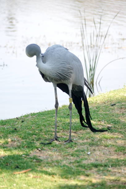 istock Blue crane beside a lake 943579102