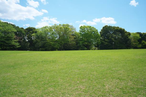 istock Green lawn surrounded by trees in park 943579156